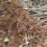 板栗苗自己种植量大从优批发价格可谈