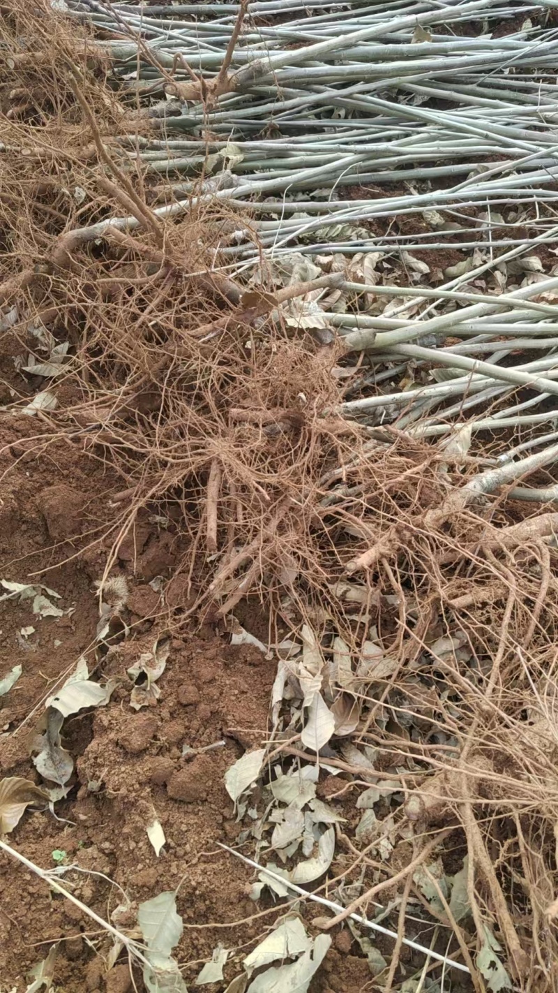 板栗苗自己种植量大从优批发价格可谈