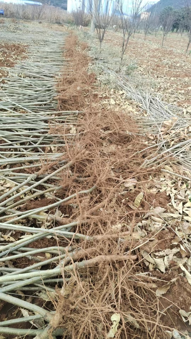 板栗苗自己种植量大从优批发价格可谈