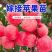 果园直发苹果苗中秋王烟富6秦脆红富士冰糖心包对版成