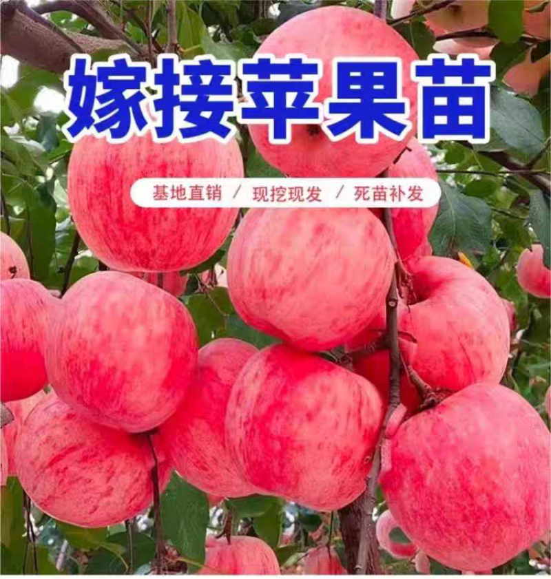 果园直发苹果苗中秋王烟富6秦脆红富士冰糖心包对版成