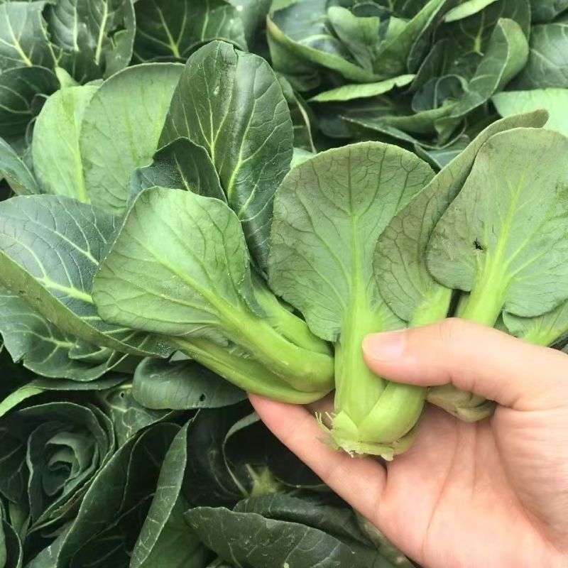掌中宝小青仔种子超矮脚青菜种子耐寒黑叶精品矮箕青菜