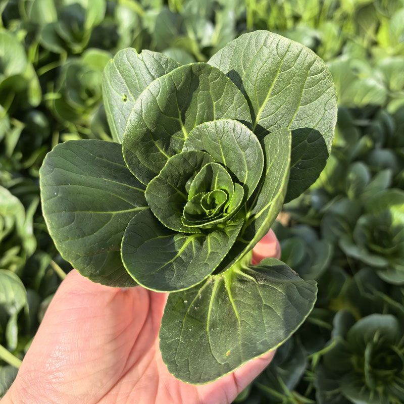 掌中宝小青仔种子超矮脚青菜种子耐寒黑叶精品矮箕青菜