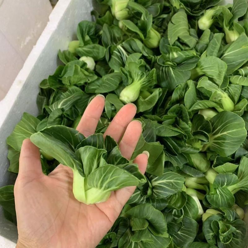 掌中宝小青仔种子超矮脚青菜种子耐寒黑叶精品矮箕青菜