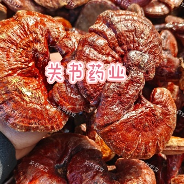 灵芝，灵芝片，灵芝仙草选片关书药材桟品质保证量大从优！