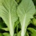 山东快菜毛白菜小白菜全年有货大棚种植可视频看货全国