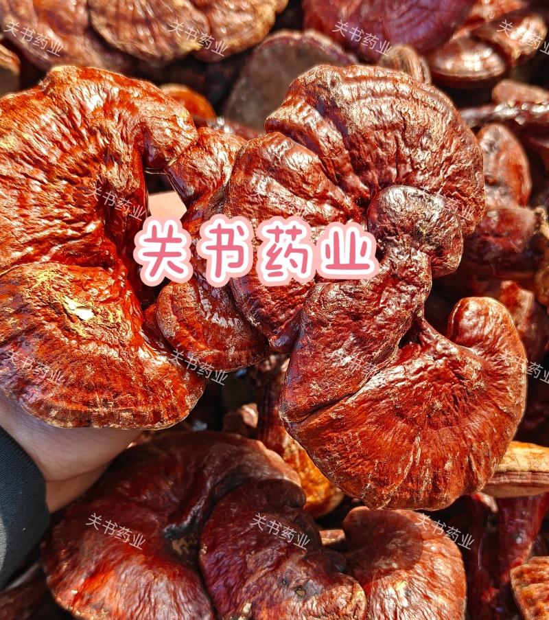 灵芝，灵芝片，灵芝仙草选片关书药材桟品质保证量大从优！