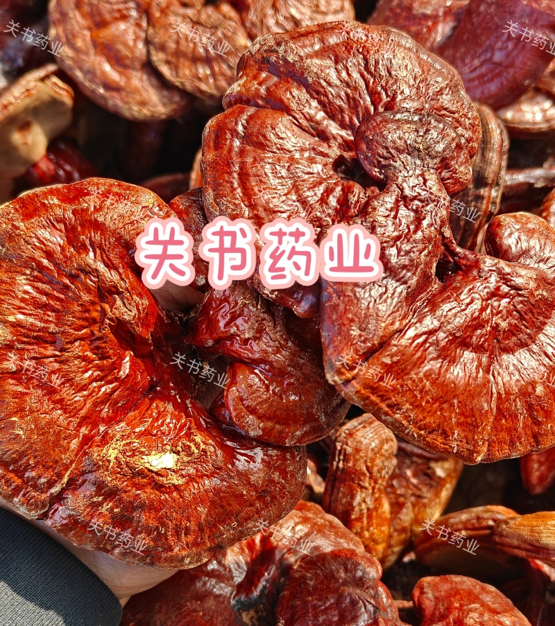 灵芝，灵芝片，灵芝仙草选片关书药材桟品质保证量大从优！