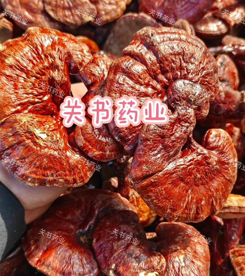 灵芝，灵芝片，灵芝仙草选片关书药材桟品质保证量大从优！