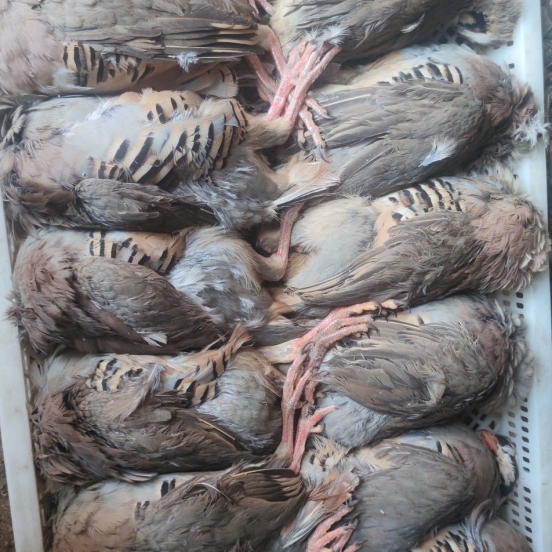 带毛飞龙养殖鹧鸪带毛发货