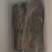 带毛飞龙养殖鹧鸪带毛发货