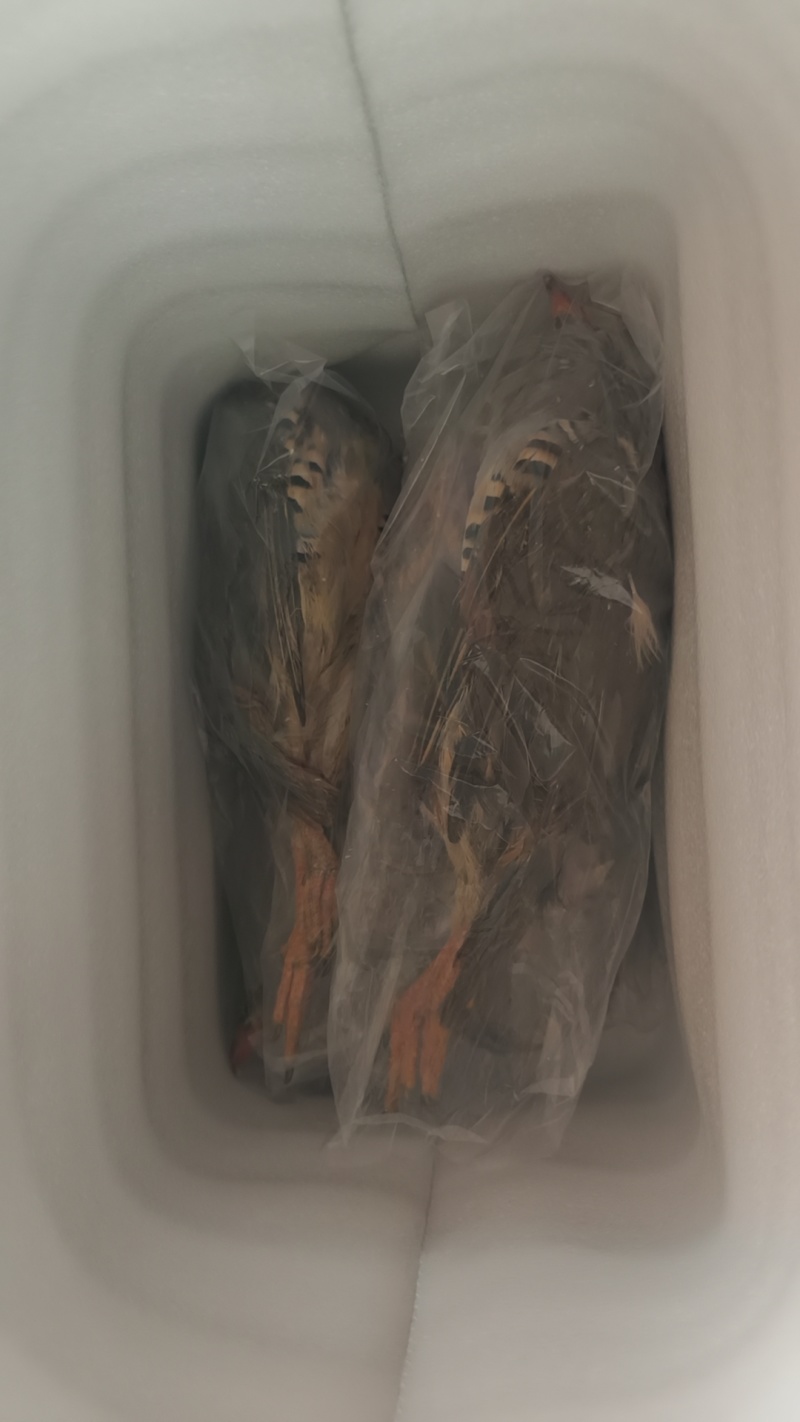带毛飞龙养殖鹧鸪带毛发货