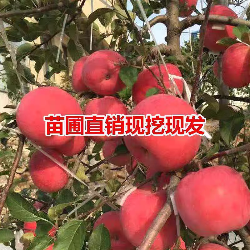 果园直发苹果苗早熟鲁丽月香红思尼克等乔化矮化包成活率