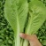 精品山东快菜小白菜毛白菜产地直发全国供应全国发货常年有