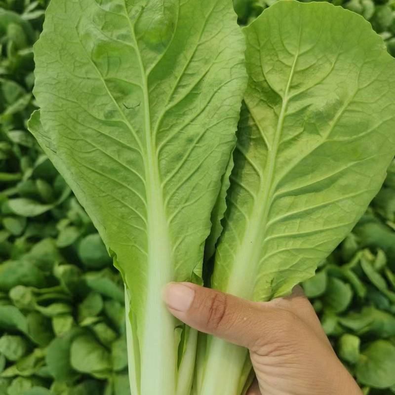 精品山东快菜小白菜毛白菜产地直发全国供应全国发货常年有