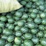 小糖丸西瓜全年供应一件代发