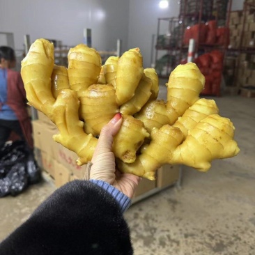 河南万亩生姜批发基地，大黄姜小黄姜，姜母。姜巴，风干姜