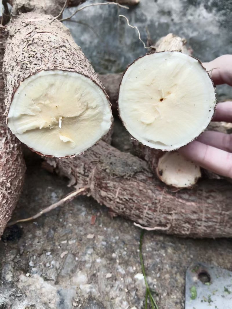 黄心木薯