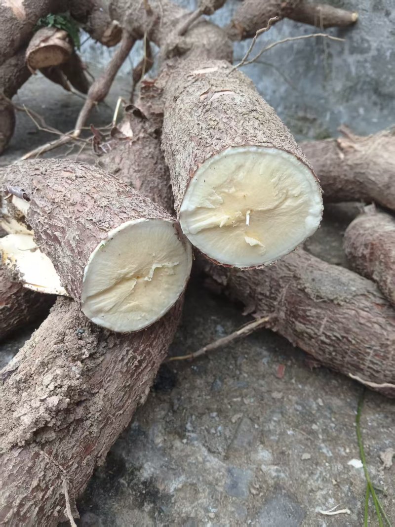 黄心木薯