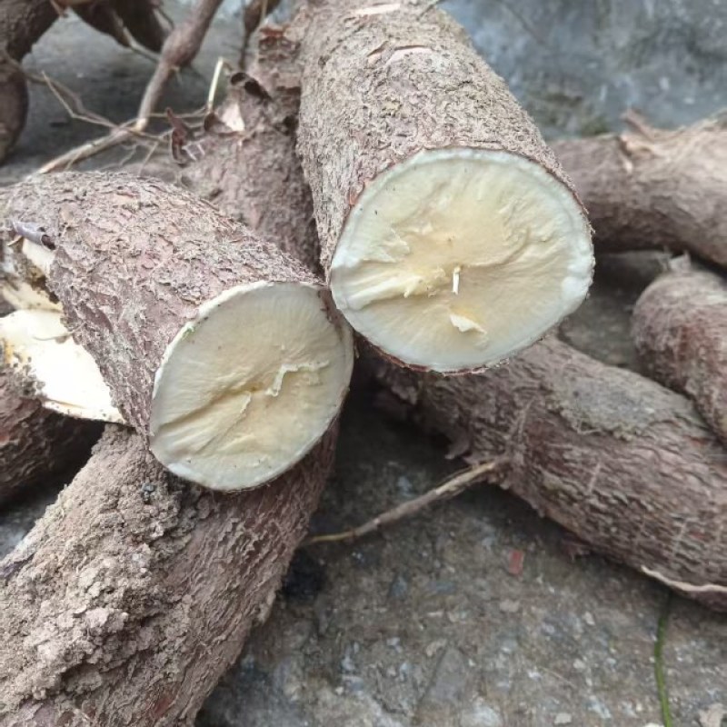 黄心木薯