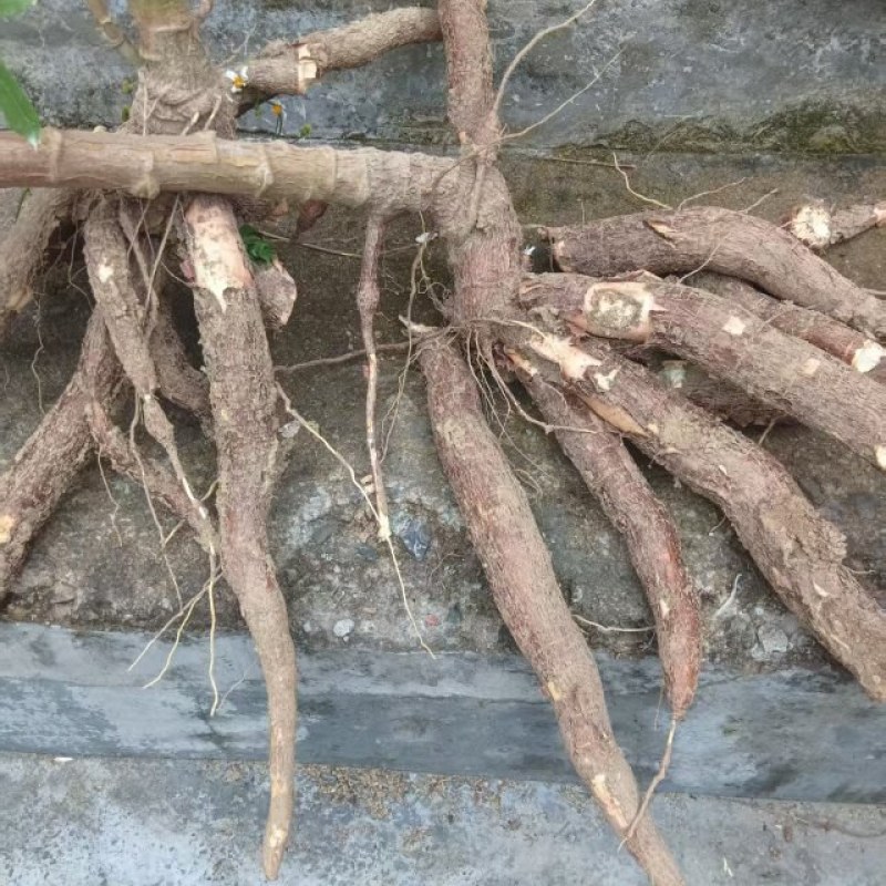 黄心木薯