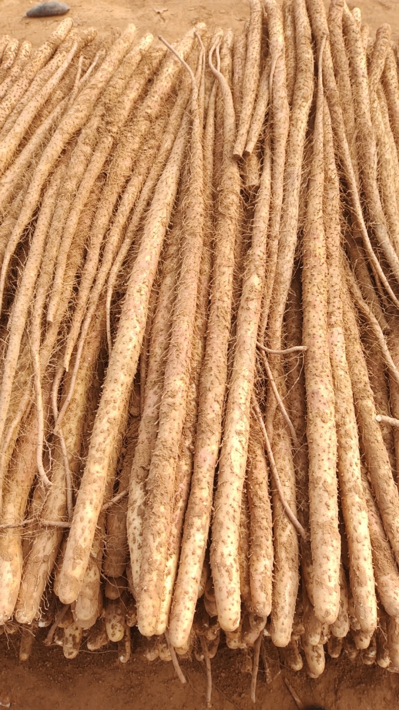 临漳铁棍山药红皮铁棍软糯香甜条形好长度45678910