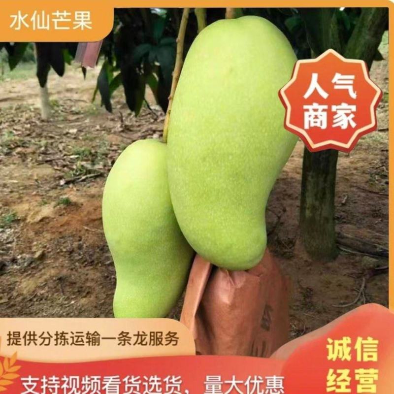 海南金煌芒/水仙芒，大芒果，精品果电商果甜品店
