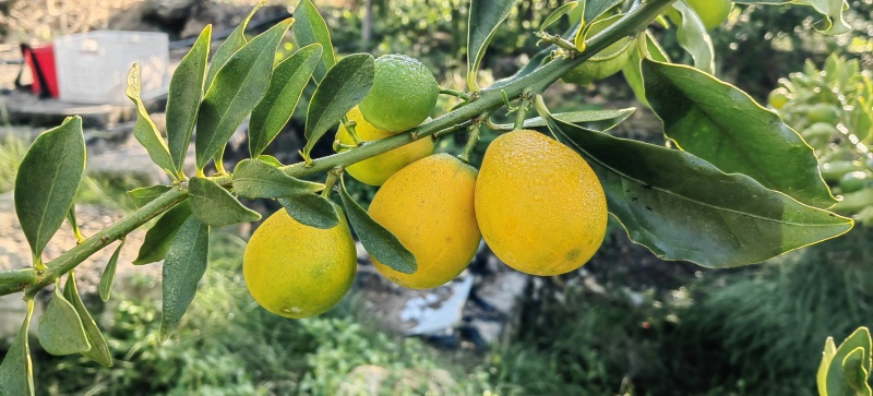 脆蜜金柑