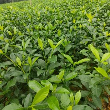 中叶栀子杯苗，中杯小杯都是有货。长期合作愉快