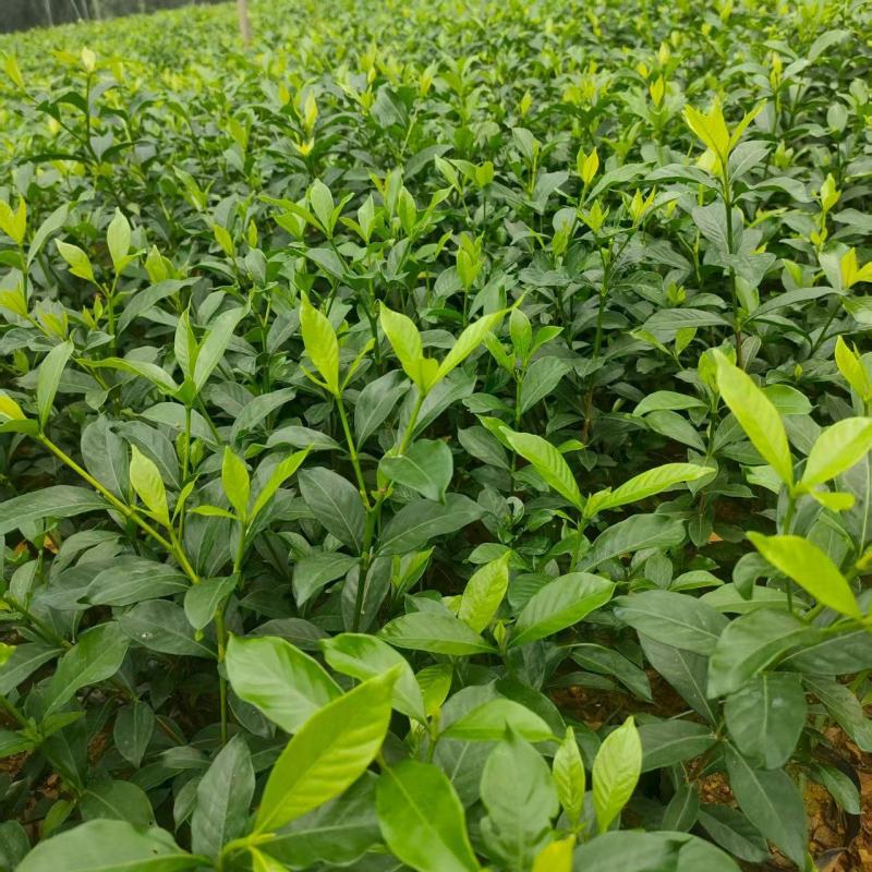 中叶栀子杯苗，中杯小杯都是有货。长期合作愉快