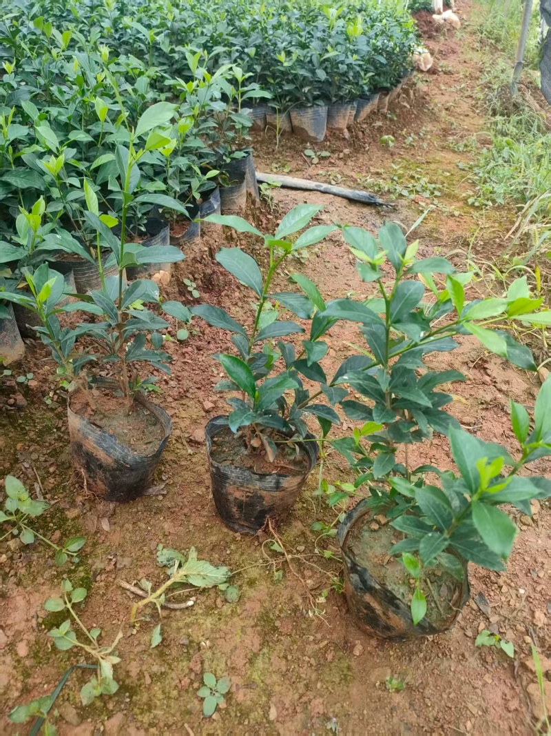 中叶栀子杯苗，中杯小杯都是有货。长期合作愉快