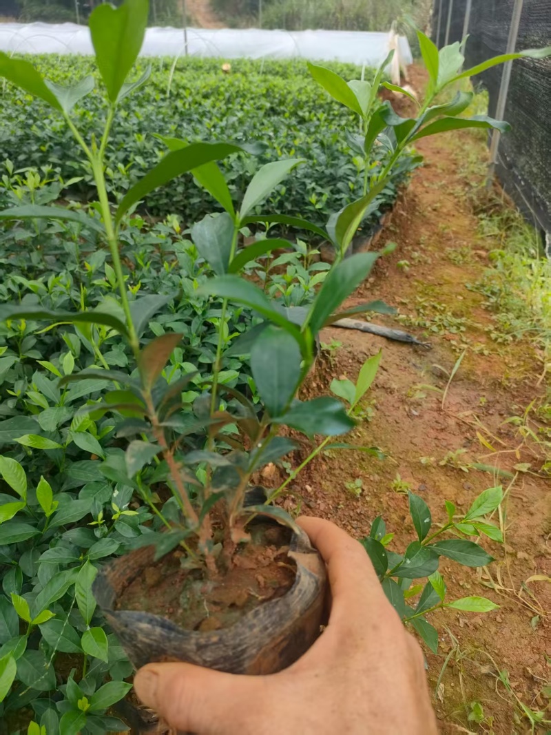 中叶栀子杯苗，中杯小杯都是有货。长期合作愉快