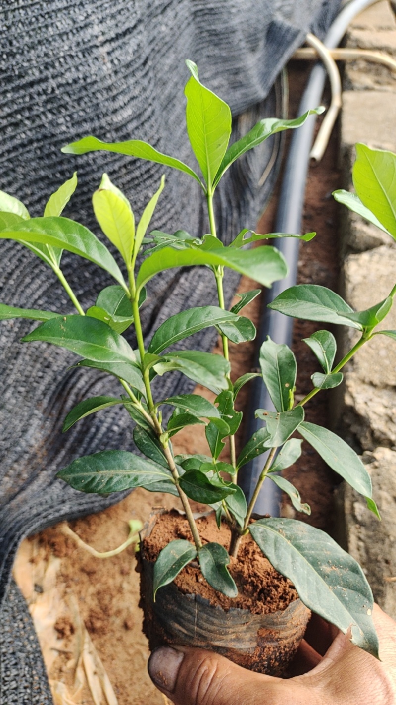 中叶栀子杯苗，中杯小杯都是有货。长期合作愉快