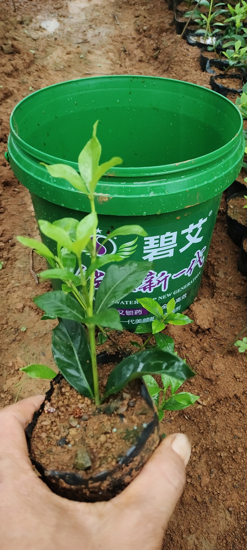 中叶栀子杯苗，中杯小杯都是有货。长期合作愉快