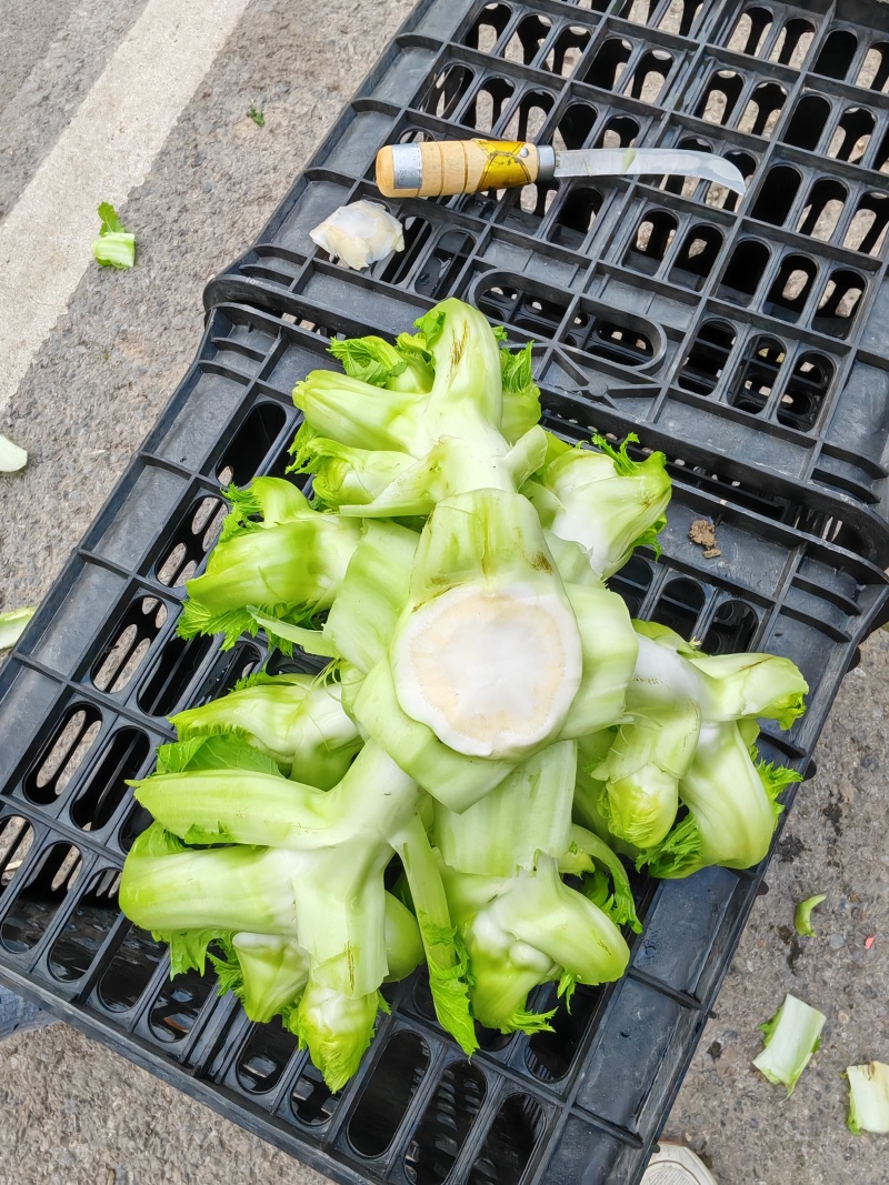 儿菜