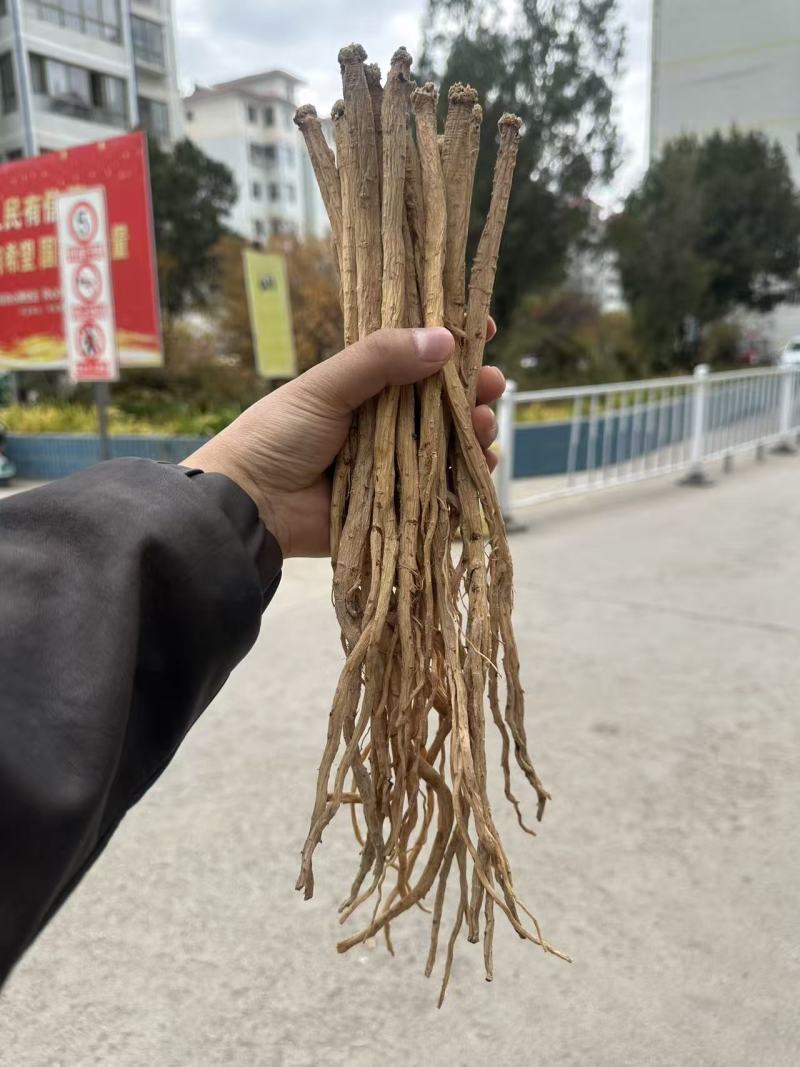 高产量，优质党参已上线。