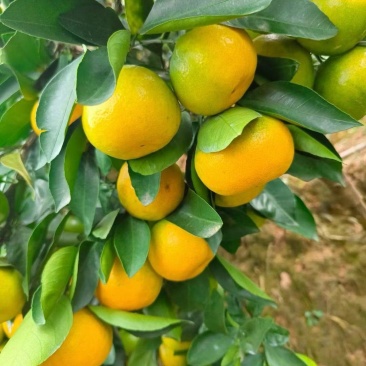 湖北特早无核蜜橘/蜜桔上市皮薄多汁产地一手货源