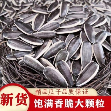 内蒙特产葵瓜子炒货店专用361大颗粒生瓜子363