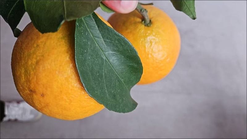 正宗爱媛38号果冻橙当季新鲜孕妇水果手剥橙子超甜薄皮整箱