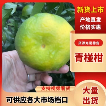 四川荣县椪柑，储存椪柑，大量有货，精品果。