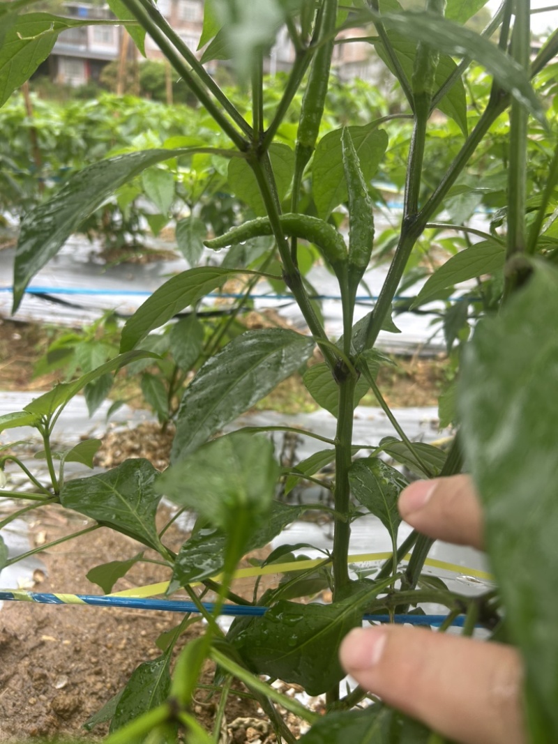 广西北海新苗椒小米辣椒朝天椒