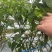 广西北海新苗椒小米辣椒朝天椒