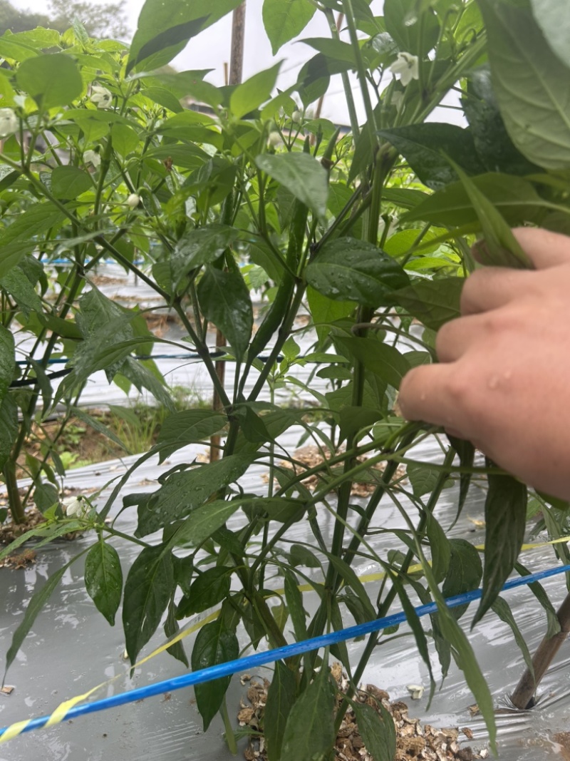 广西北海新苗椒小米辣椒朝天椒