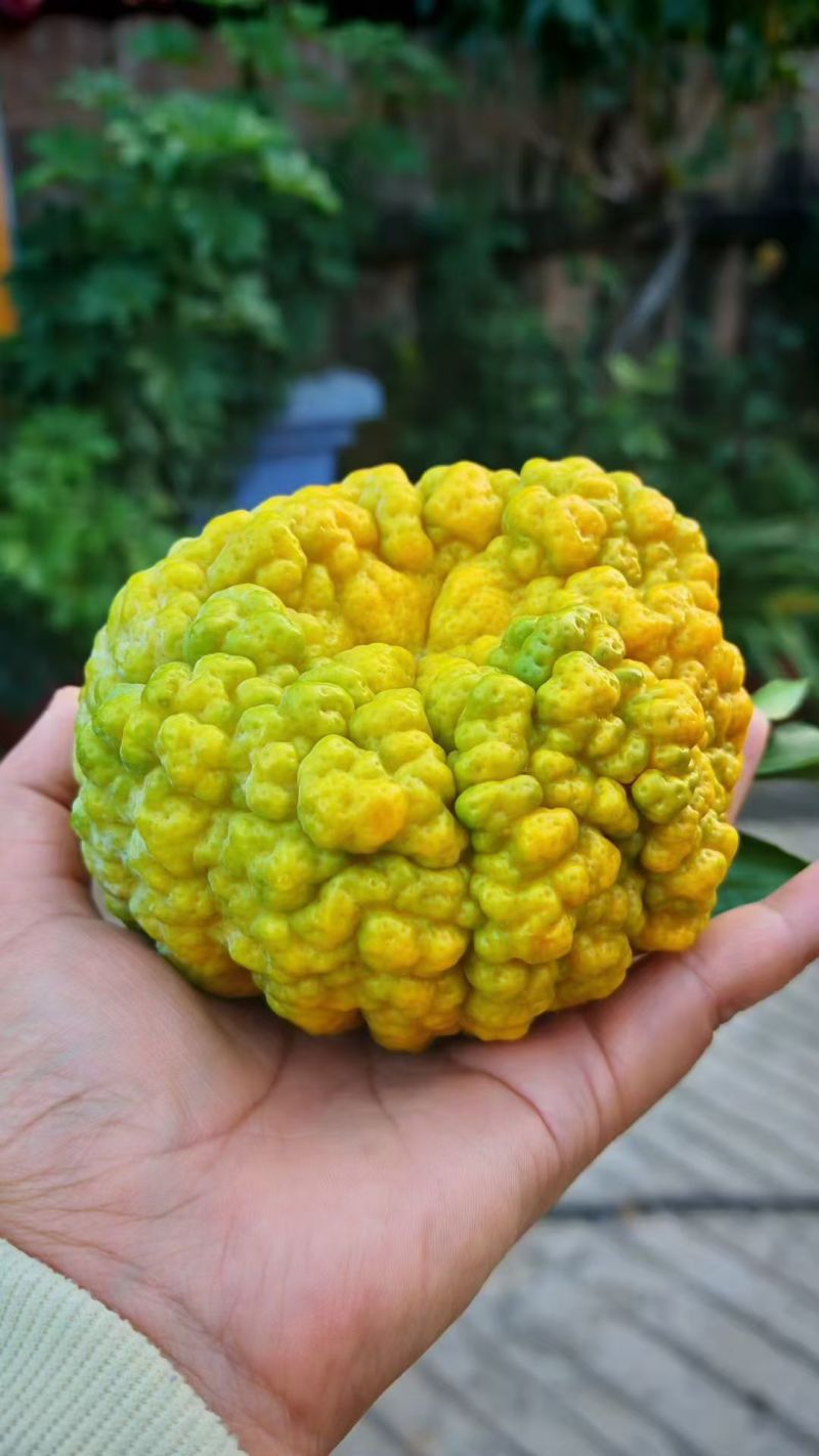 云南丽江皱皮柑，狮子头，***