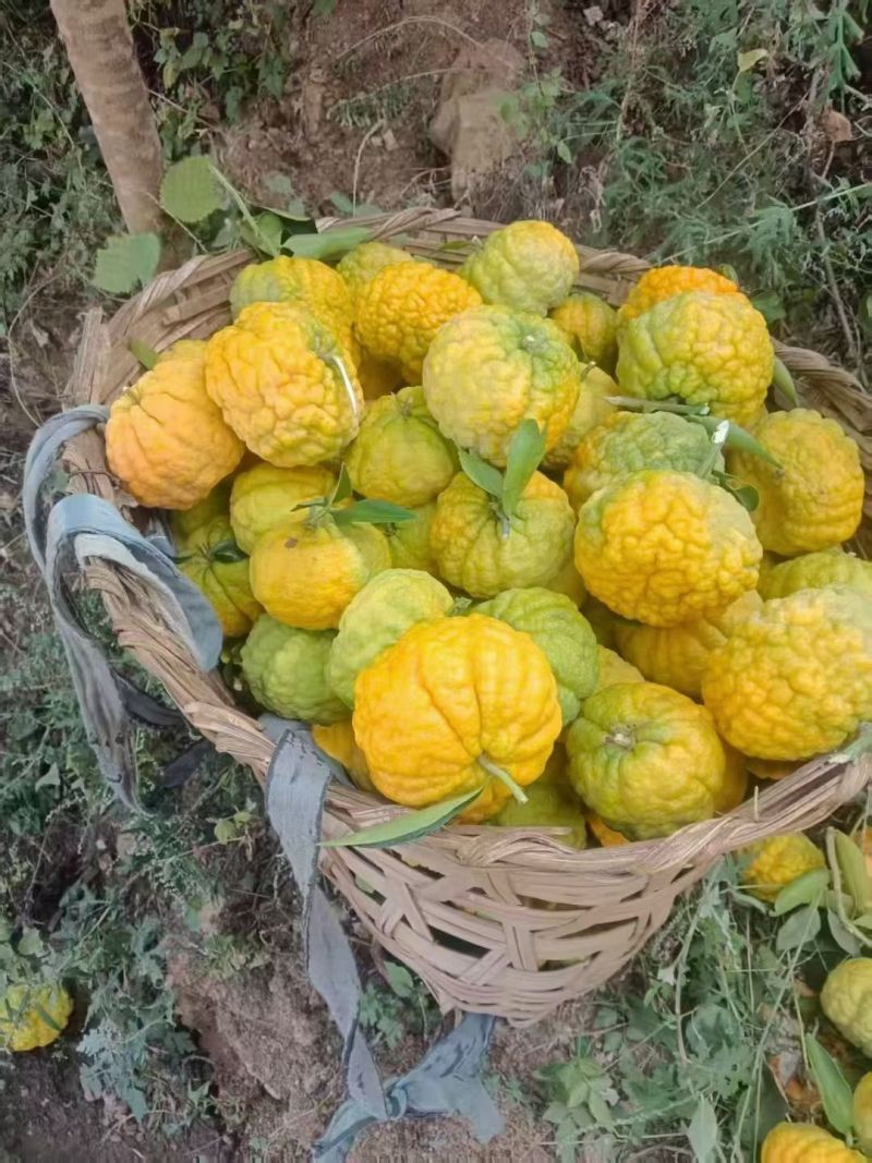 云南丽江皱皮柑，狮子头，***