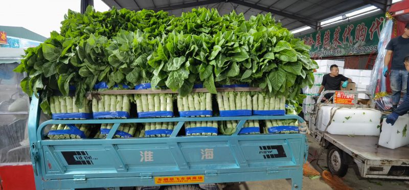 莴苣实力代收贴心服务青皮青肉无空心无起苔质量保证代发全国