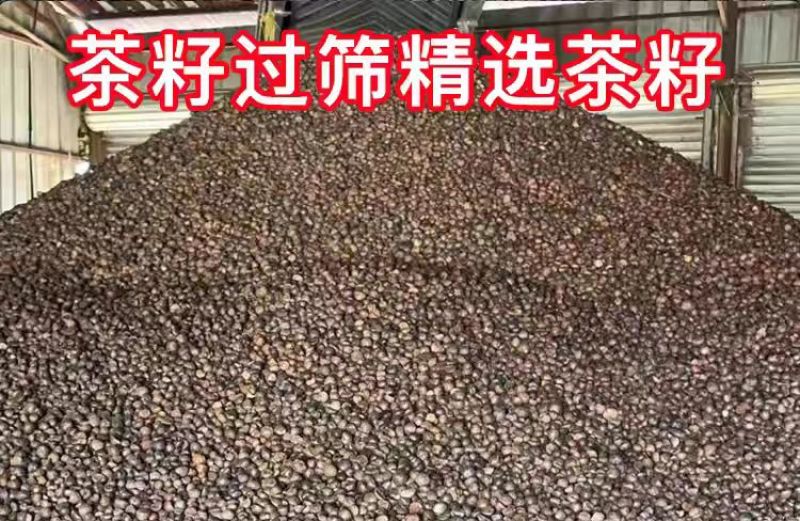 长期批发纯野生山茶油籽农家榨油厂直供，再说一遍仅供批发