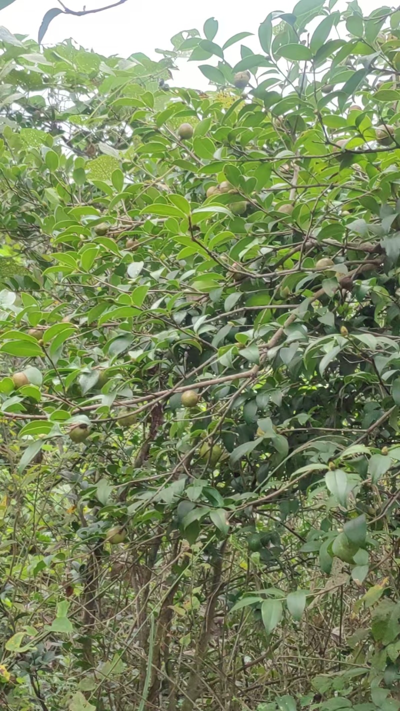 长期批发纯野生山茶油籽农家榨油厂直供，再说一遍仅供批发