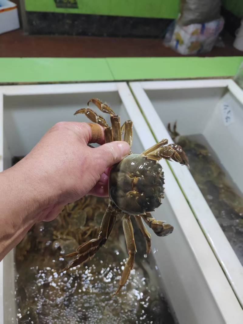 《热卖》江苏阳澄湖大闸蟹基地直发售后无忧欢迎下单！