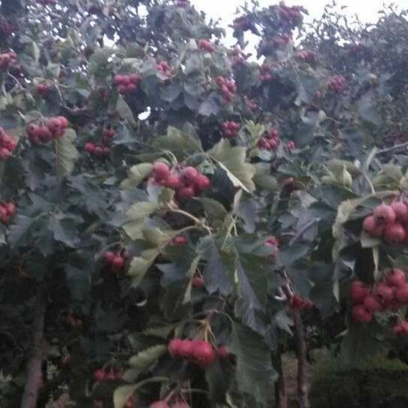 金星大山楂